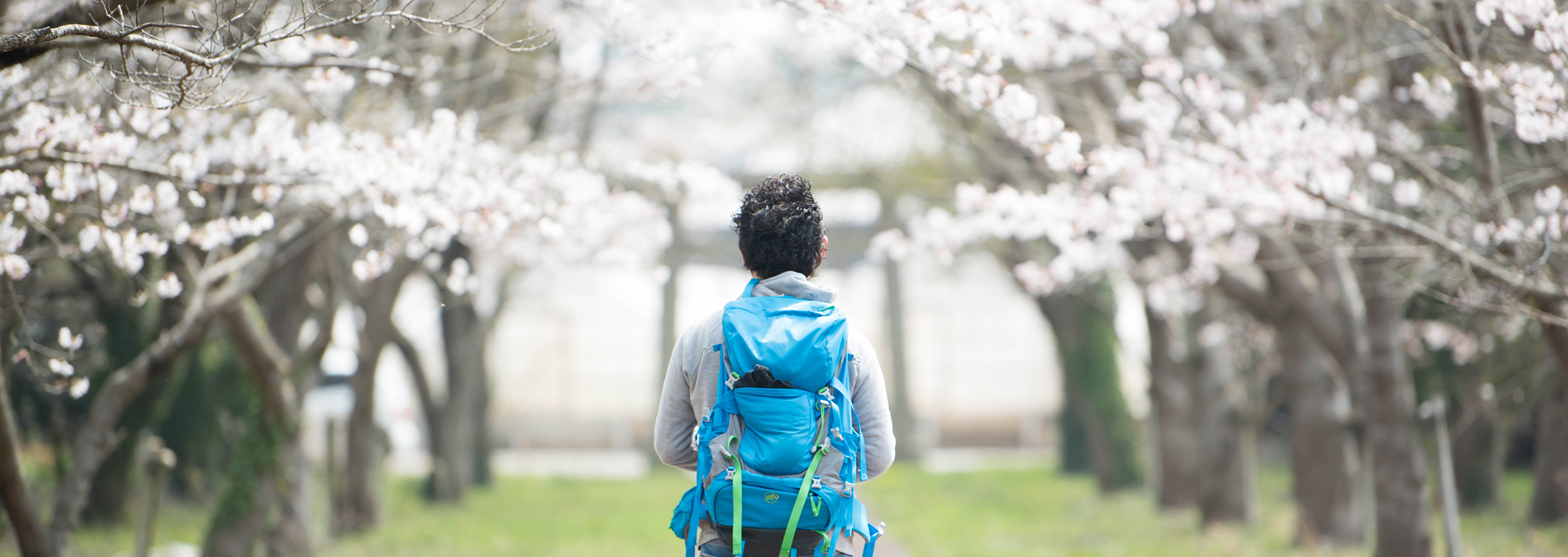 A visitor walking beneath cherry blossoms