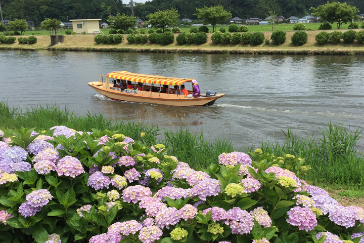 Cruising and hydrangeas