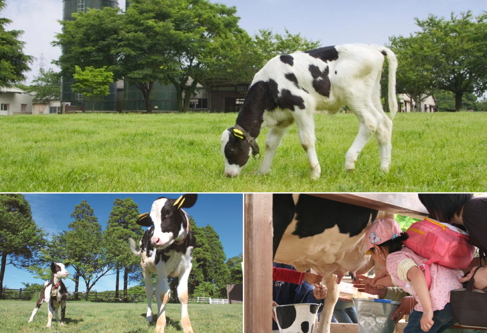 Delicious and enjoyable ranching experience at Narita Dream Farm